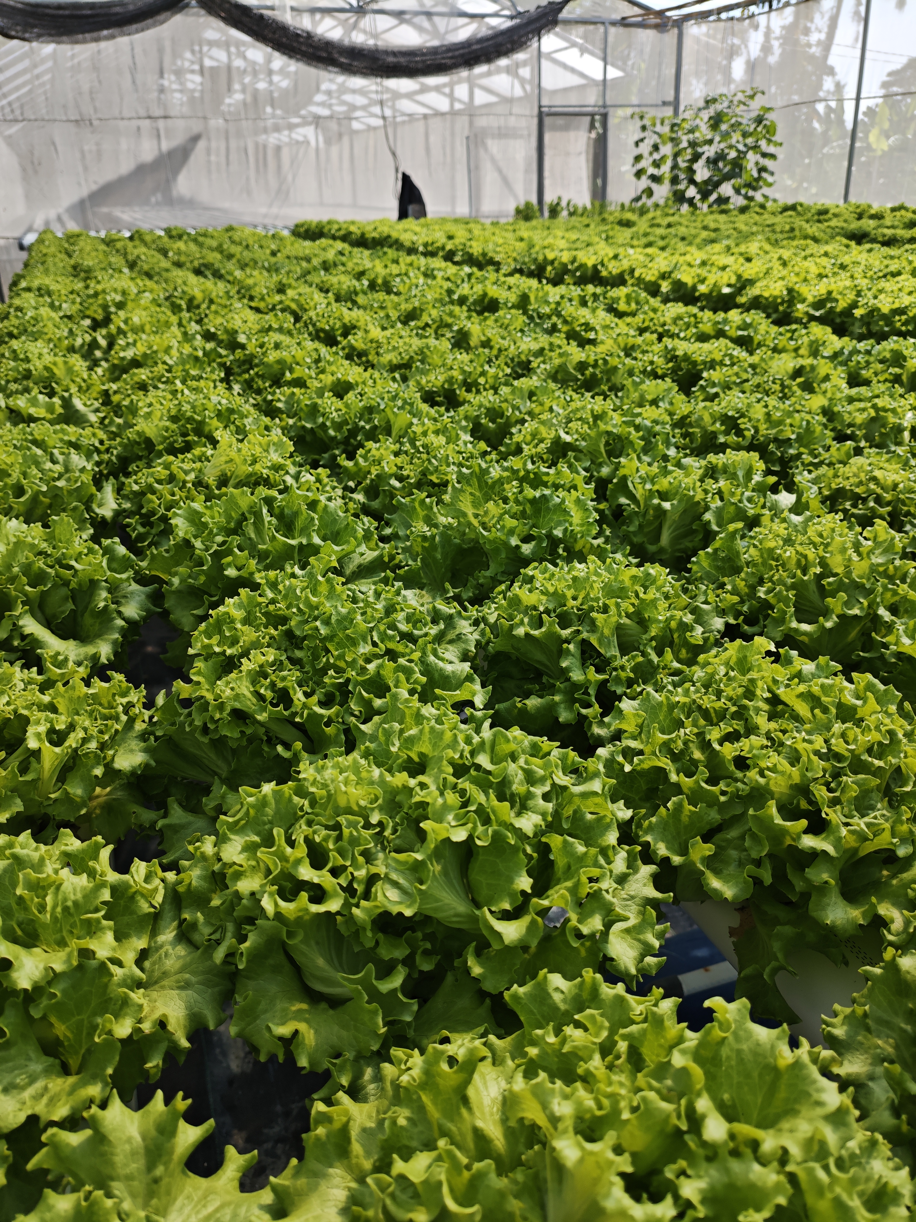 Kebun Hidroponik KenanFarm